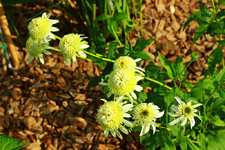 Double Delight blüht sehr schön_1024.webp