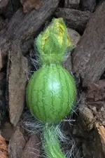 Wassermelone.webp