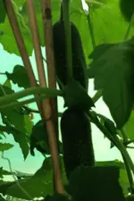 Luffa1.webp