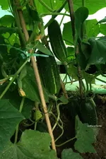 Luffa2.webp