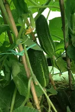Luffa3.webp