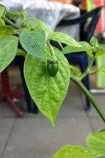 Rocoto2.webp