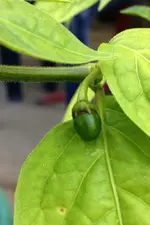 Rocoto1.webp