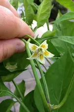 chili.webp