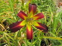 albarene_1024x768.webp