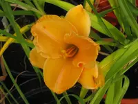 brazilian orange_1024x768.webp