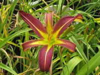 dark star_1024x768.webp