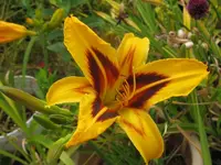 gelb rotes auge_1024x768.webp