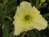 white tie affair3_1024x768.webp