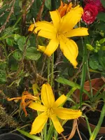 jersy spider3_576x768.webp