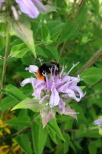 Monarda2.webp
