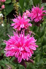 Monarda1.webp