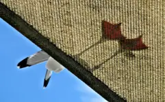 Copy of IMG_3974v.webp