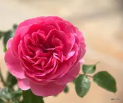 IMG_4714.webp