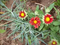 Blume 1.webp