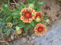 Blume 2.webp