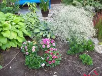 Blumenbeet 1.webp