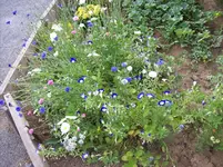 Blumenbeet 2.webp