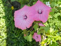 DSCN2356.webp