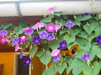 DSCN2355.webp