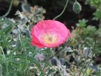 009.webp