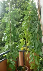 Bohnen Balkon.webp