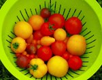 first tomatoe harvest1_1024.jpg