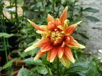 CIMG8313.webp