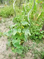 CIMG8262.webp