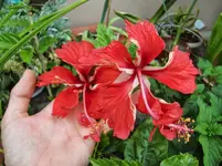 CIMG8293.webp