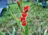 CIMG8352.webp