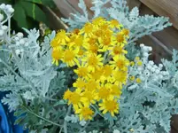 CIMG8365.webp