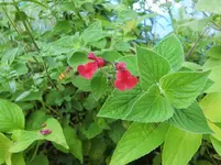 CIMG8366.webp