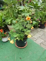CIMG8288.webp