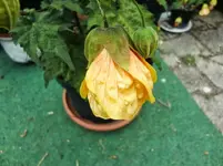 CIMG8291.webp
