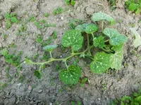 CIMG7718.webp