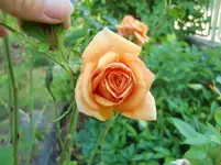 CIMG8395.webp