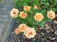 CIMG8394.webp