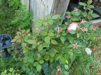 CIMG8380.webp