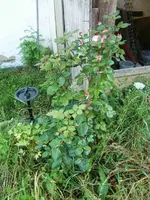 CIMG8379.webp