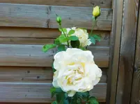 CIMG8364.webp