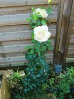 CIMG8363.webp