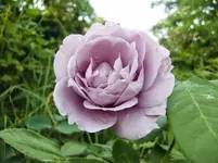 CIMG8341.webp