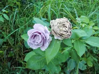 CIMG8338.webp