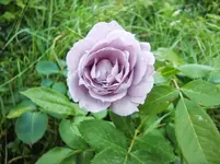 CIMG8340.webp