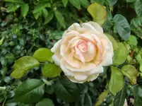 CIMG8276.webp