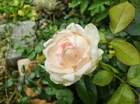 CIMG8277.webp