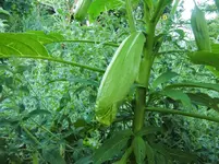 CIMG8346.webp