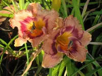 anja1-2_1024x768.webp