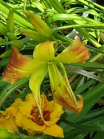 ginger twist_576x768.webp